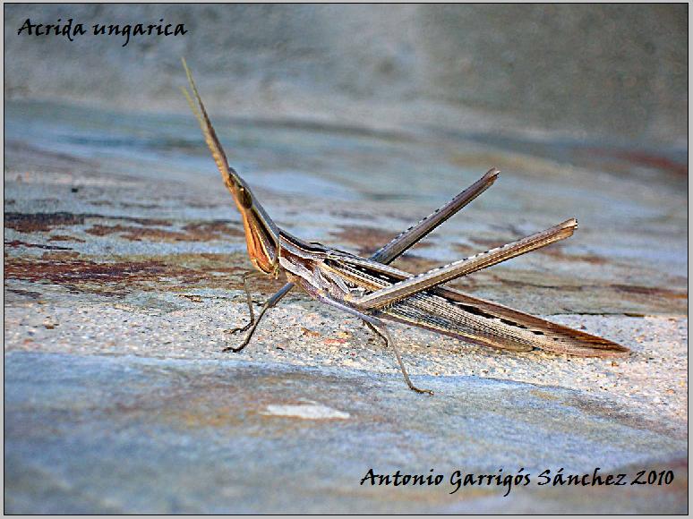 Acrida  cf.ungarica